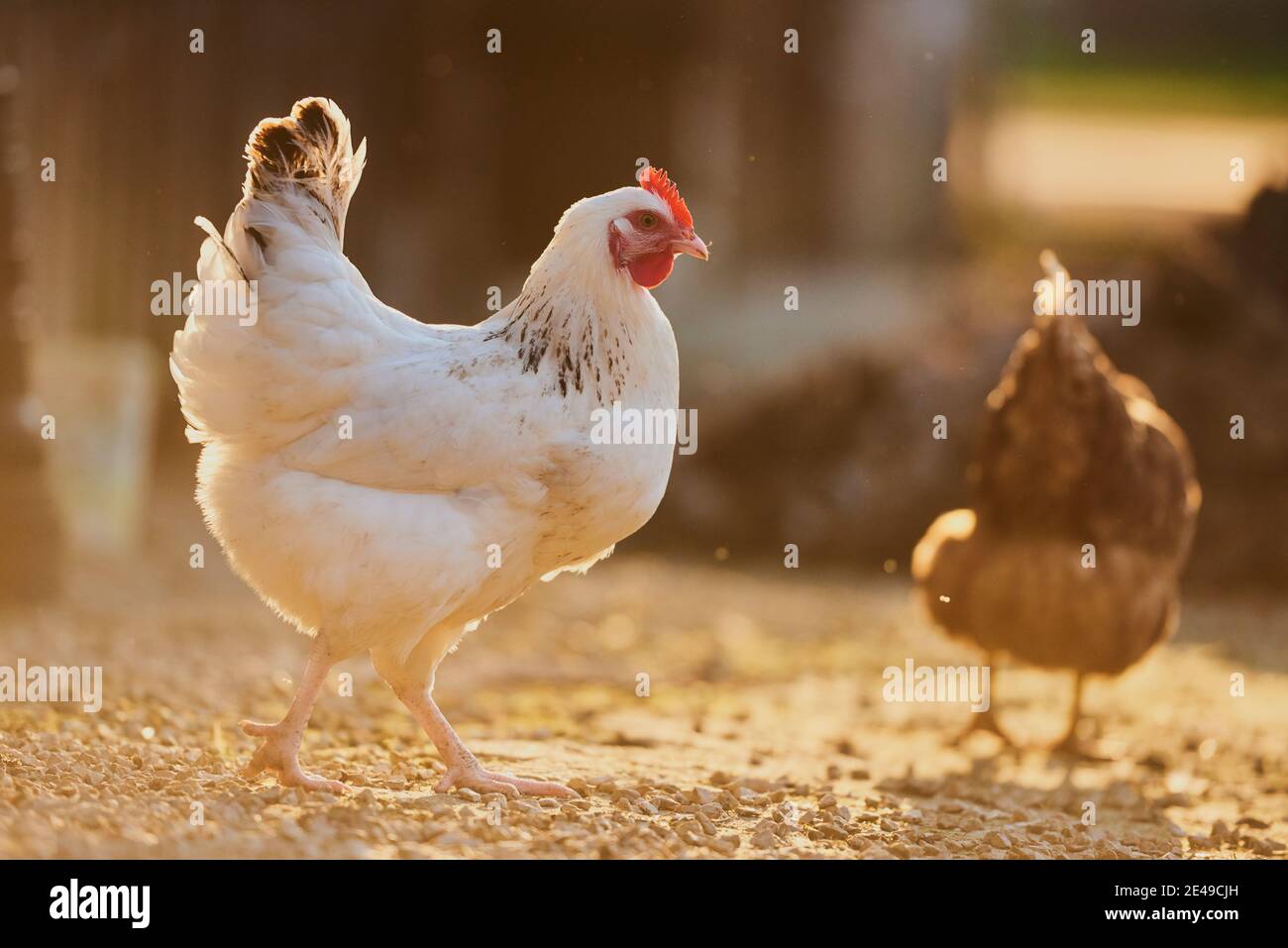 Poulet (Gallus gallus domesticus), poule sur un tas de dung, Bavière, Allemagne Banque D'Images
