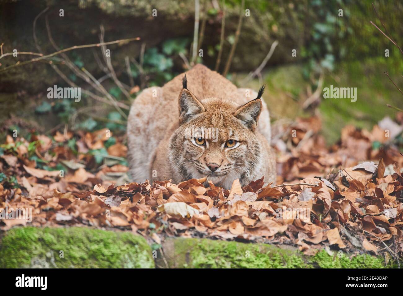 Le lynx européen (Lynx lynx) est frontal dans le feuillage, regardant dans la caméra, captive, Bavière, Allemagne Banque D'Images