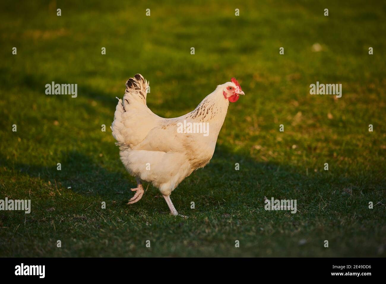 Poulet (Gallus gallus domesticus), poule dans un pré, Bavière, Allemagne Banque D'Images