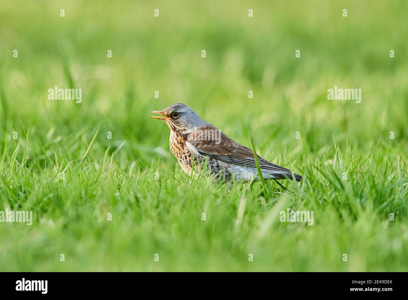 Champ (Turdus pilaris) dans un pré, Bavière, Allemagne, Europe Banque D'Images