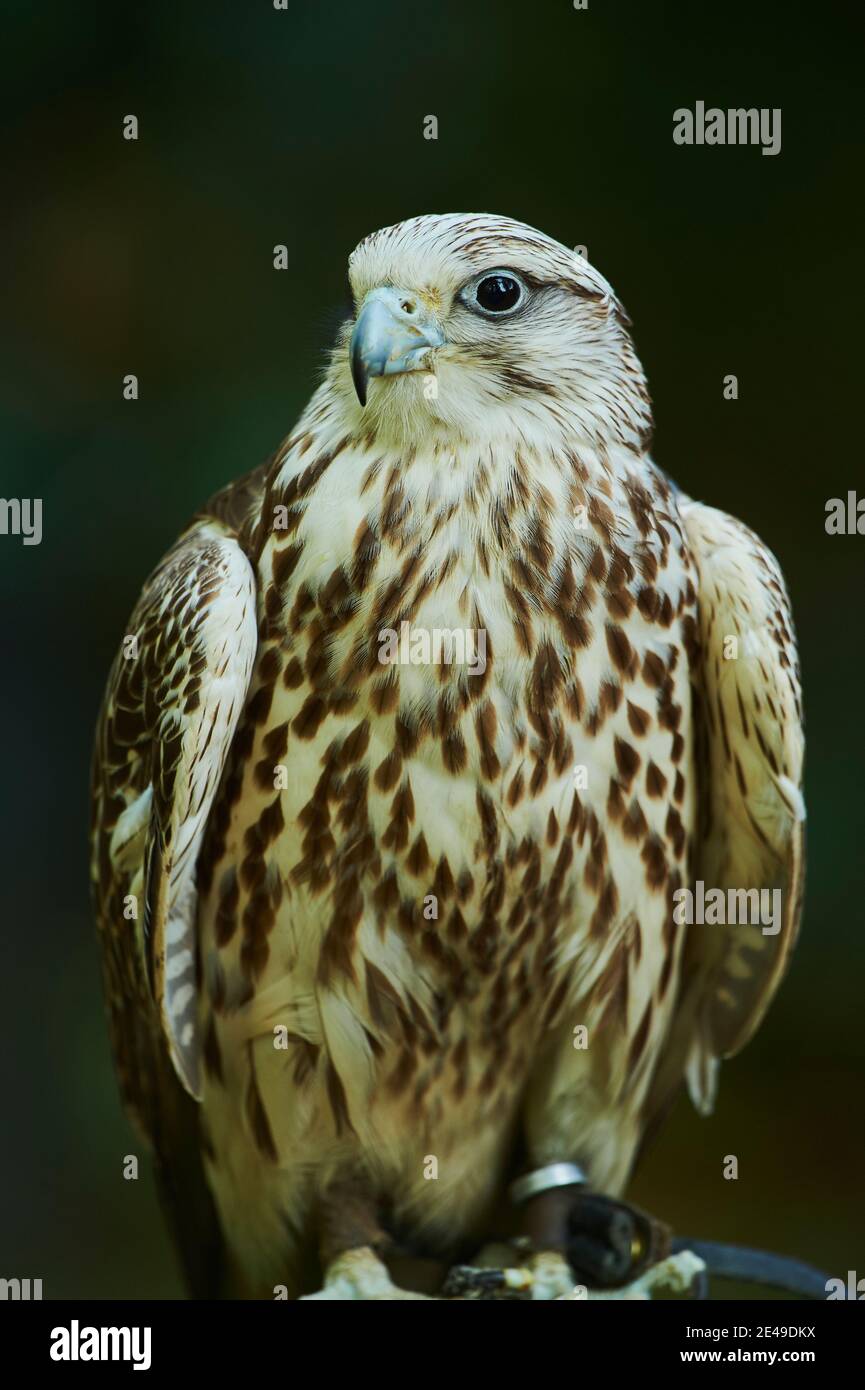 Portrait d'un Falcon de Saker (Falco cherrug) avec ses ailes levées, Bavière, Allemagne Banque D'Images