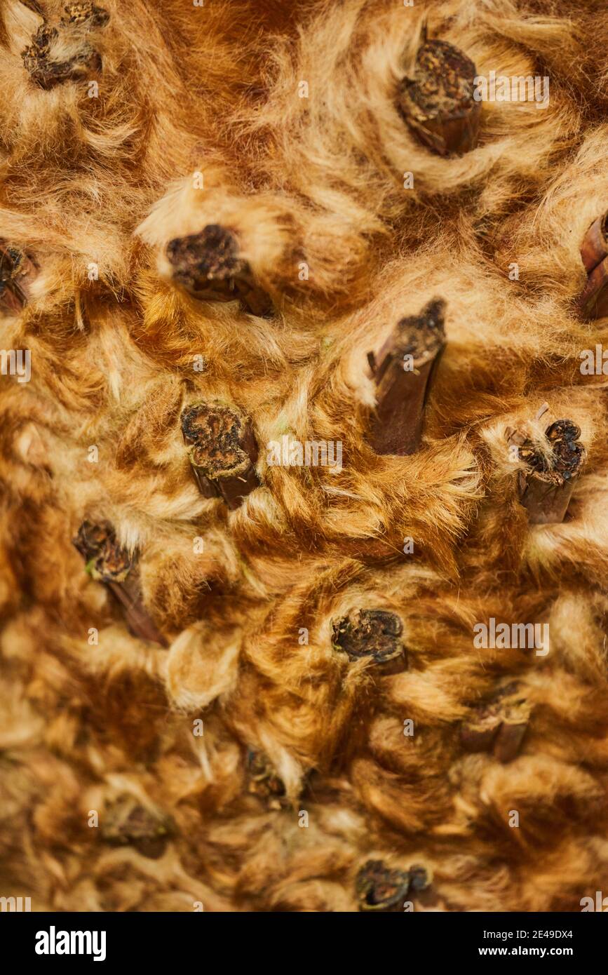 Détail d'un palmier tropical très poilu, Allemagne Banque D'Images