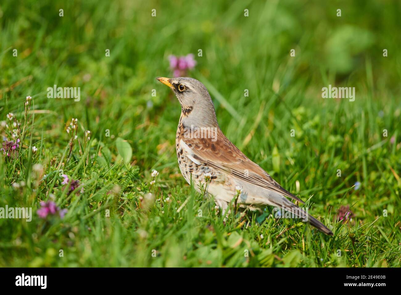 Champ (Turdus pilaris) dans un pré, Bavière, Allemagne, Europe Banque D'Images