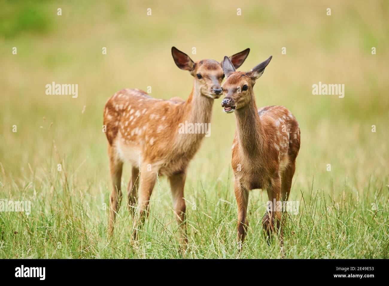 Cerf rouge (Cervus elaphus), jeunes animaux debout dans un pré, Allemagne Banque D'Images