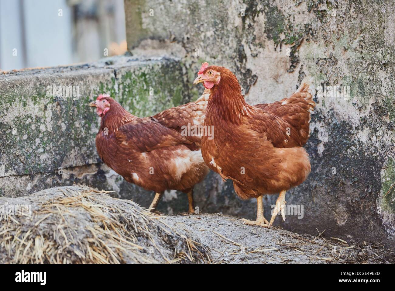 Poulet (Gallus gallus domesticus), poule sur un tas de dung, Bavière, Allemagne Banque D'Images