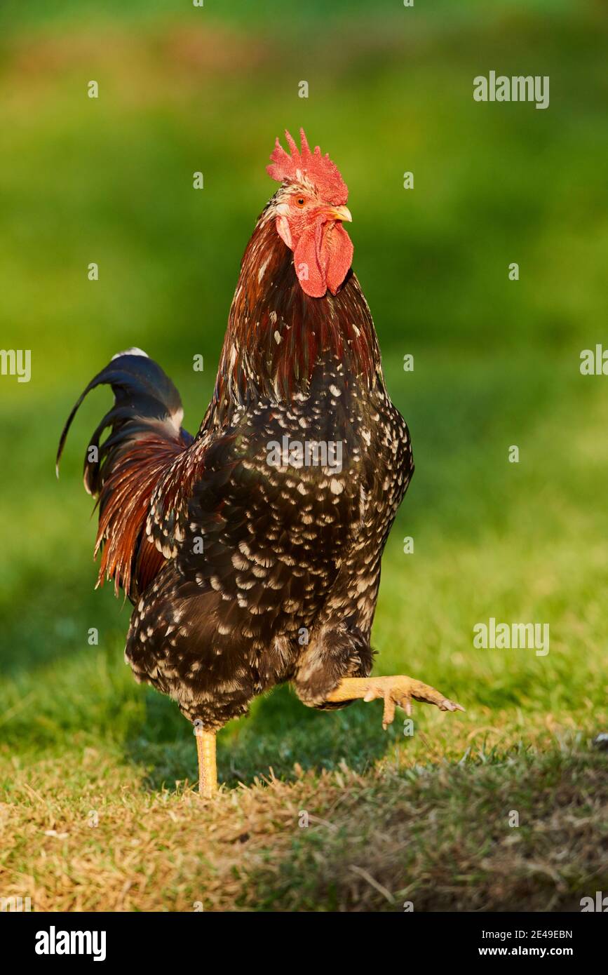 Poulet (Gallus gallus domesticus), coq dans un pré, Bavière, Allemagne Banque D'Images