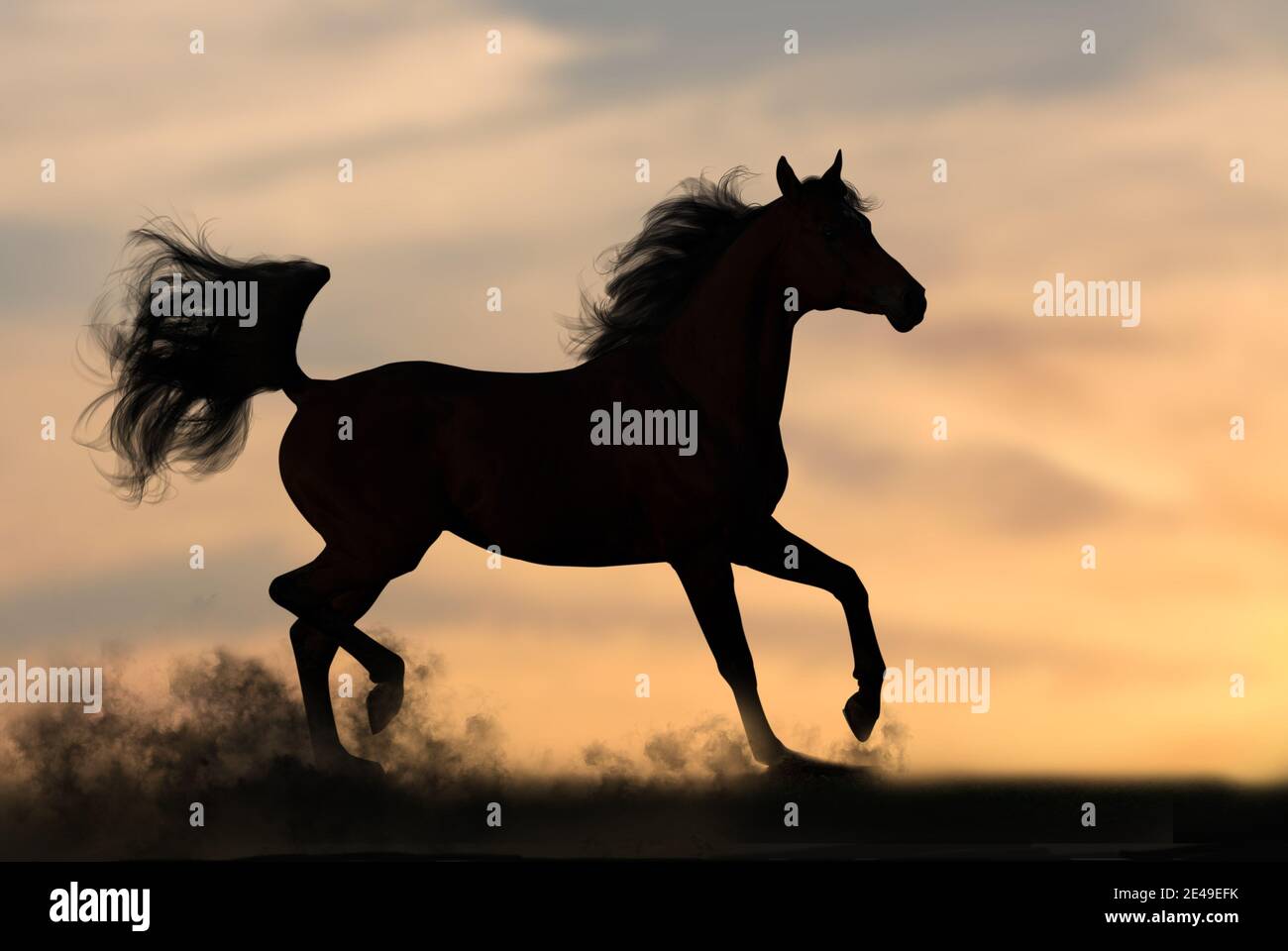 Silhouette d'un étalon arabe qui traîne au coucher du soleil Banque D'Images