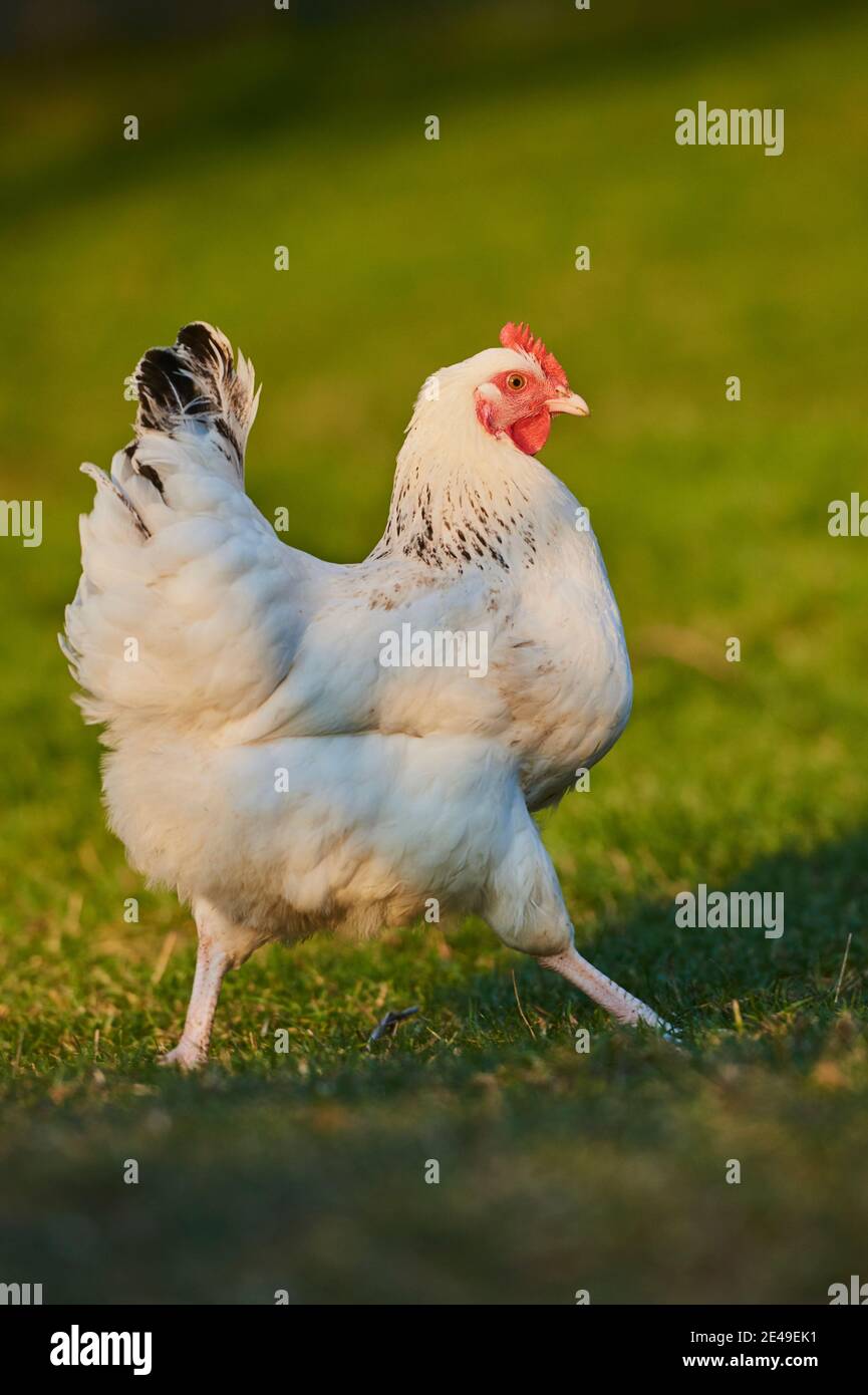 Poulet (Gallus gallus domesticus), poule dans un pré, Bavière, Allemagne Banque D'Images