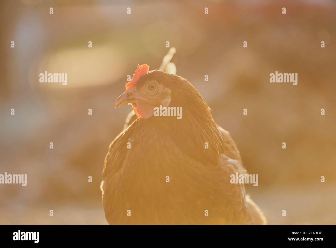 Poulet (Gallus gallus domesticus), poule dans un pré, Bavière, Allemagne Banque D'Images