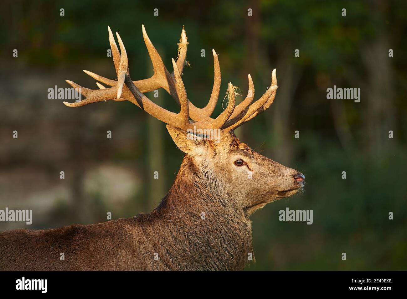 Cerf rouge (Cervus elaphus), se dresse dans un pré, en Allemagne Banque D'Images