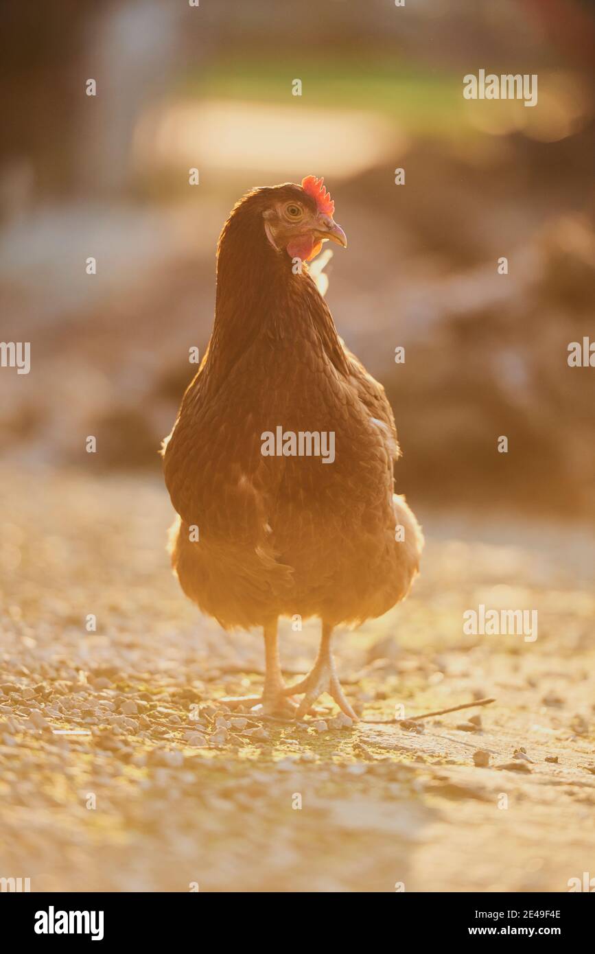 Poulet (Gallus gallus domesticus), poule sur un tas de dung, Bavière, Allemagne Banque D'Images