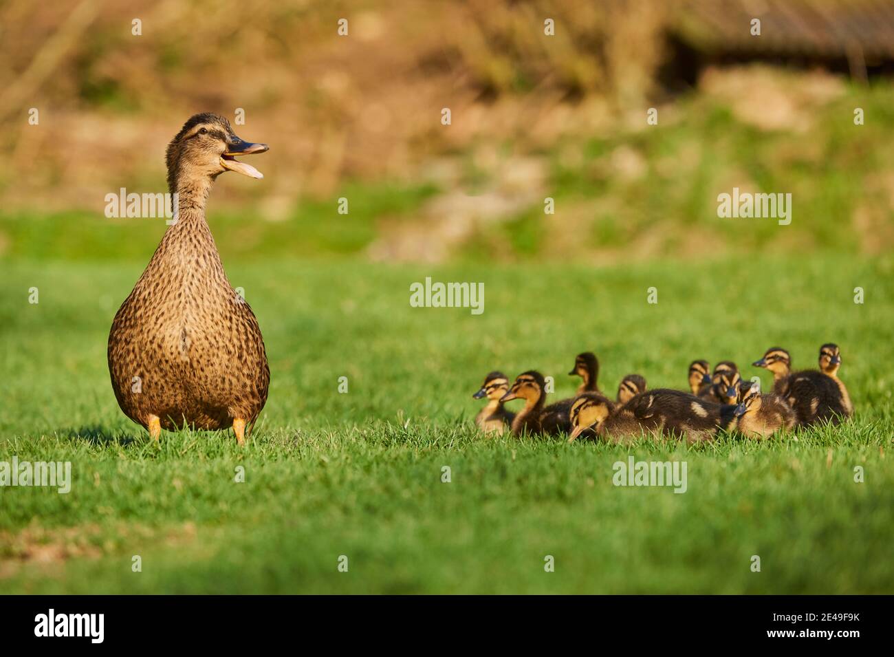 Mallard femelle et canettages dans un champ, Bavière, Allemagne, Europe Banque D'Images