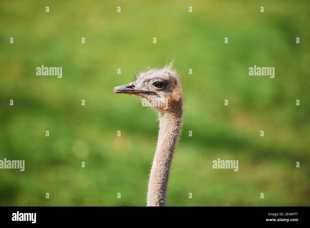 Autruche sud-africaine (Struthio camelus australis), portrait, latéralement, Bavière, Allemagne, Europe Banque D'Images