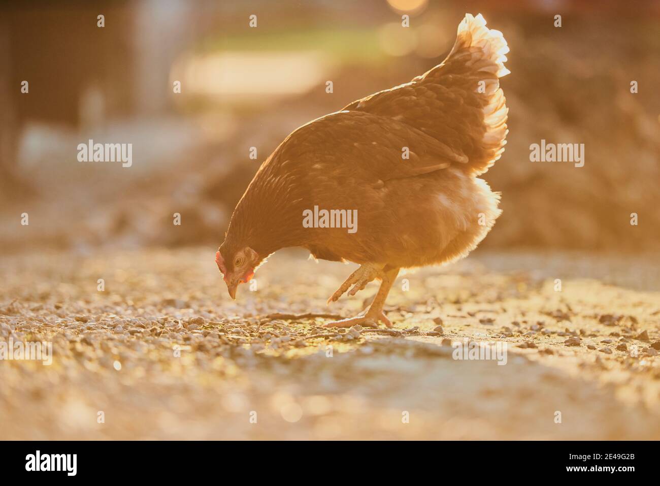 Poulet (Gallus gallus domesticus), poule sur un tas de dung, Bavière, Allemagne Banque D'Images