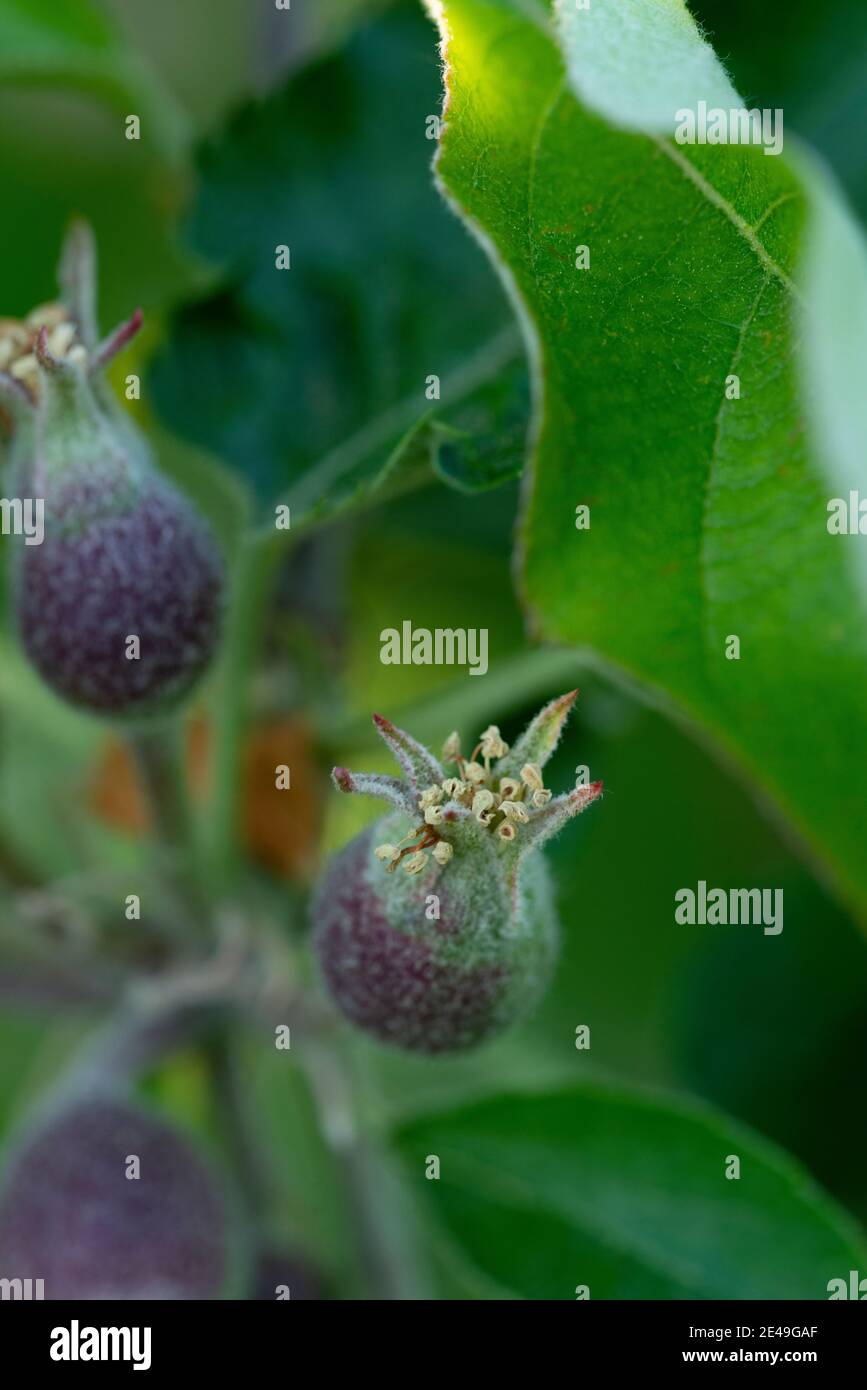Fleur de pomme avec ensemble de fruits Banque D'Images