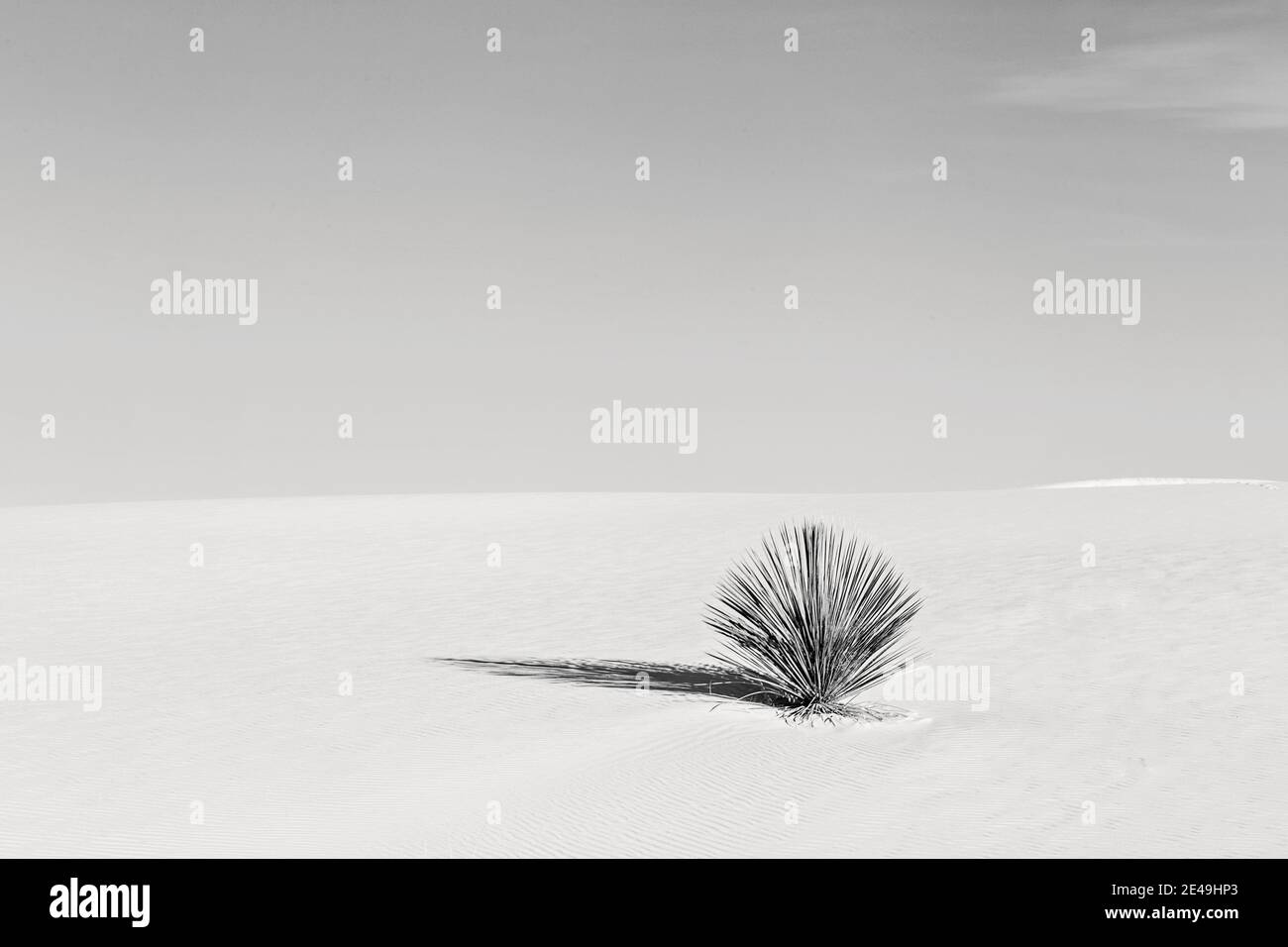 noir et blanc de cactus solitaires dans une dune de sable désertique, minimaliste. Banque D'Images