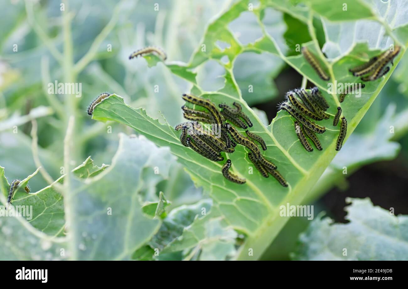 Les chenilles des larves de papillon de chou mangent les feuilles du chou blanc. Parasites dans les parcelles de jardin. Mise au point sélective. Gros plan. Banque D'Images