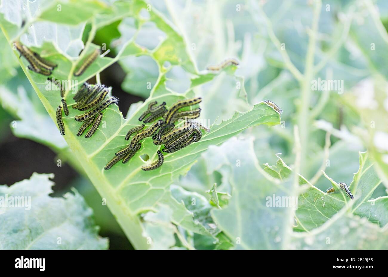 Les chenilles des larves de papillon de chou mangent les feuilles du chou blanc. Parasites dans les parcelles de jardin. Mise au point sélective. Gros plan. Banque D'Images