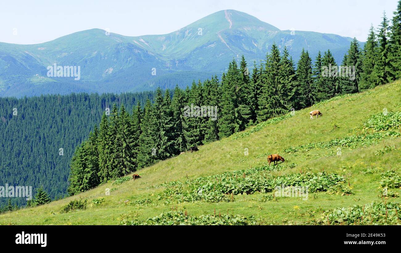 Pentes des Carpates et vaches qui paissent sur elles en été Banque D'Images
