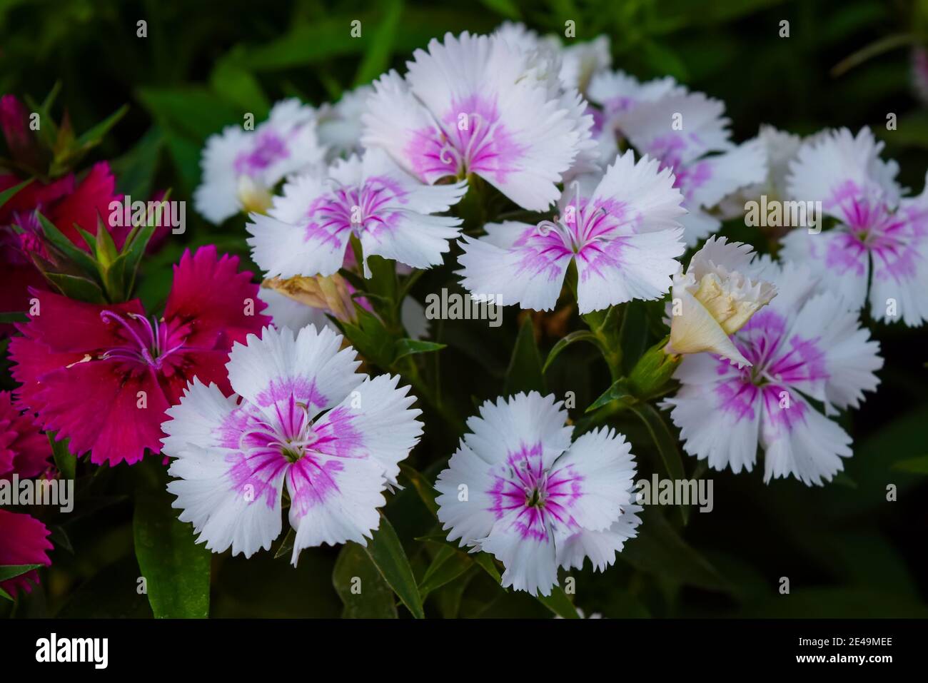 Fleurs connues sous le nom de Dianthus Chinensis ou aussi connue sous le nom de Rainbow Pink. C'est une plante vivace herbacée. Beau bouquet de fleurs. Banque D'Images