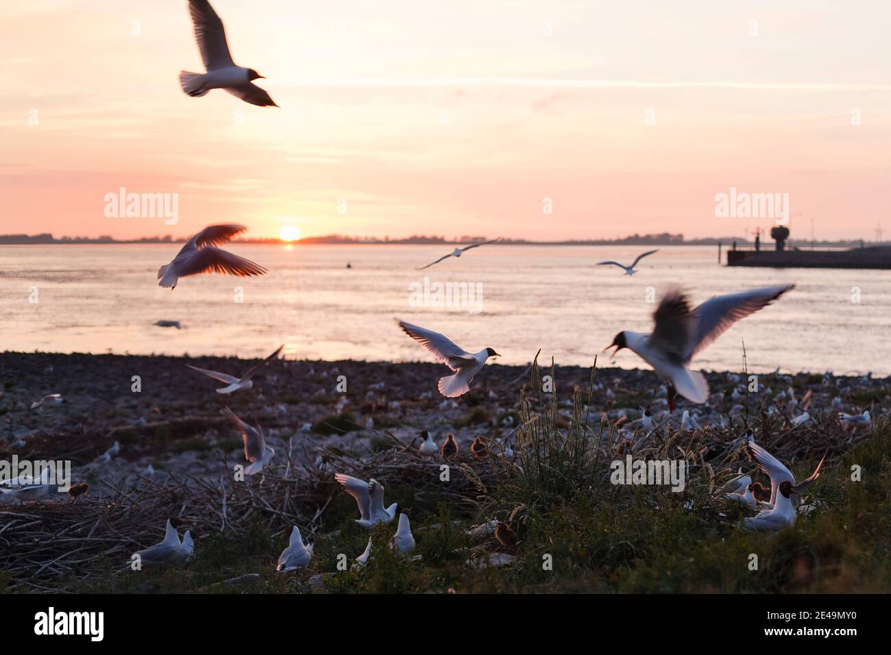 Les goélands à tête noire survolent leur site de reproduction à l'Eider barrage, dans le nord de la Frise, au Schleswig-Holstein, en Allemagne, au coucher du soleil Banque D'Images