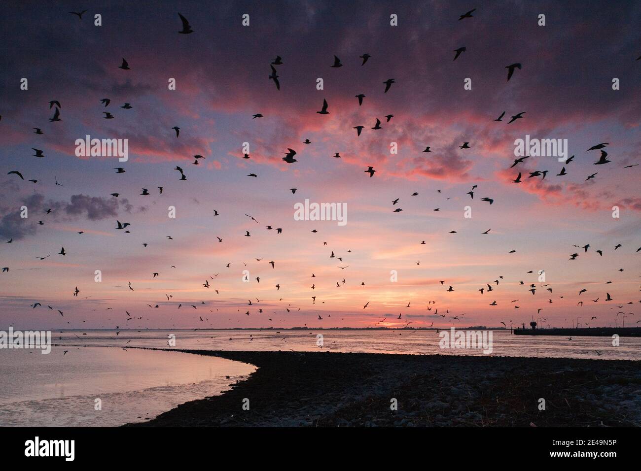 Des goélands à tête noire volent devant le coucher du soleil sur la mer du Nord à l'Eider barrage, dans le nord de la Frise, Schleswig-Holstein, Allemagne Banque D'Images