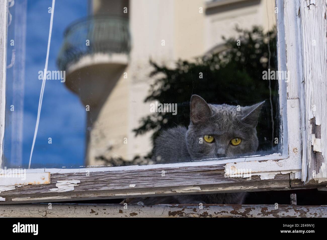 À la recherche d'une fenêtre de chat Banque D'Images
