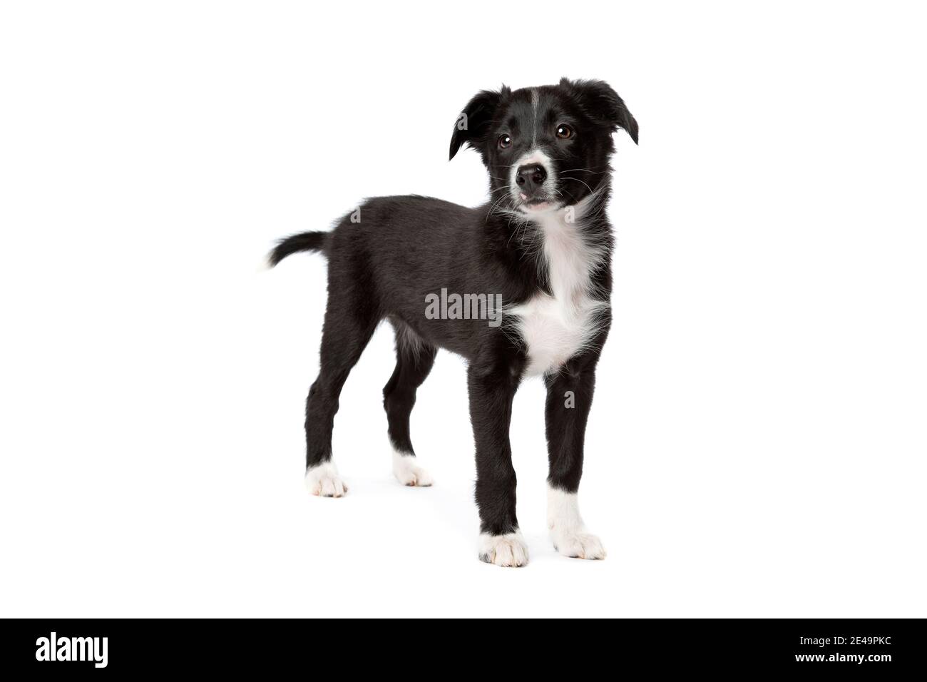 Border Collie puppy dog devant un fond blanc Banque D'Images