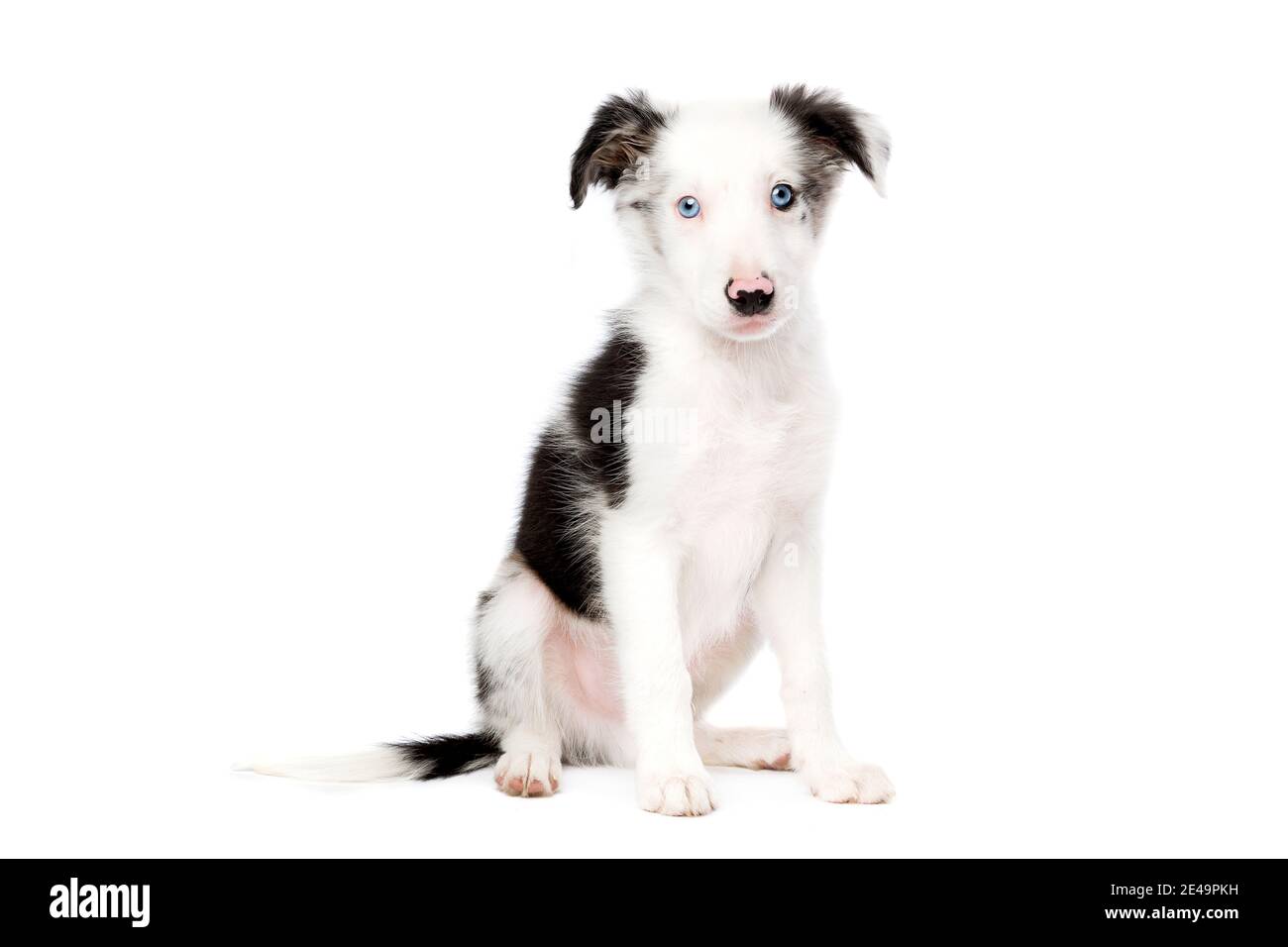 Border Collie puppy dog devant un fond blanc Banque D'Images