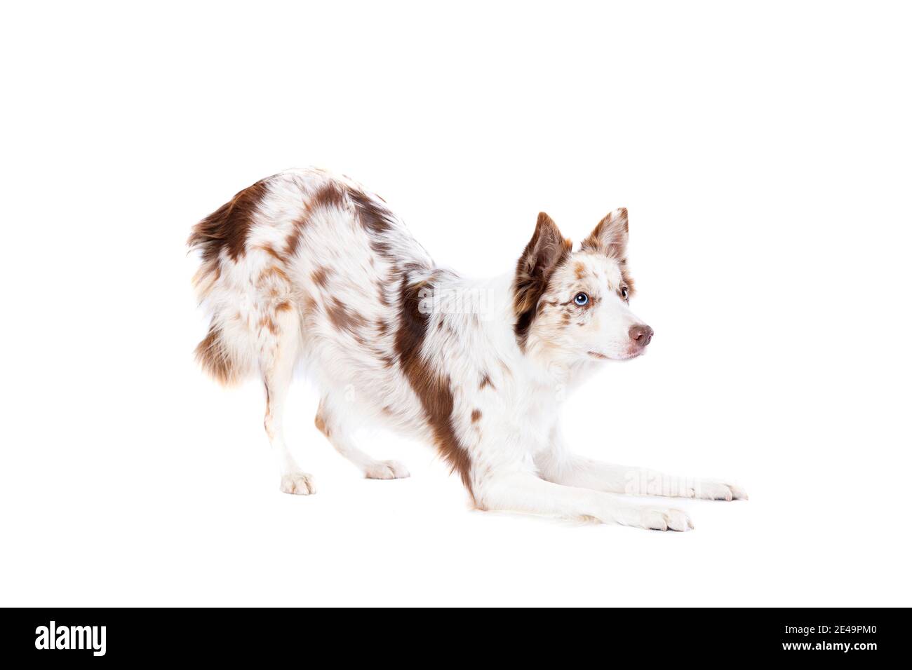 Chien collie rouge à bordure de merle devant un blanc arrière-plan Banque D'Images