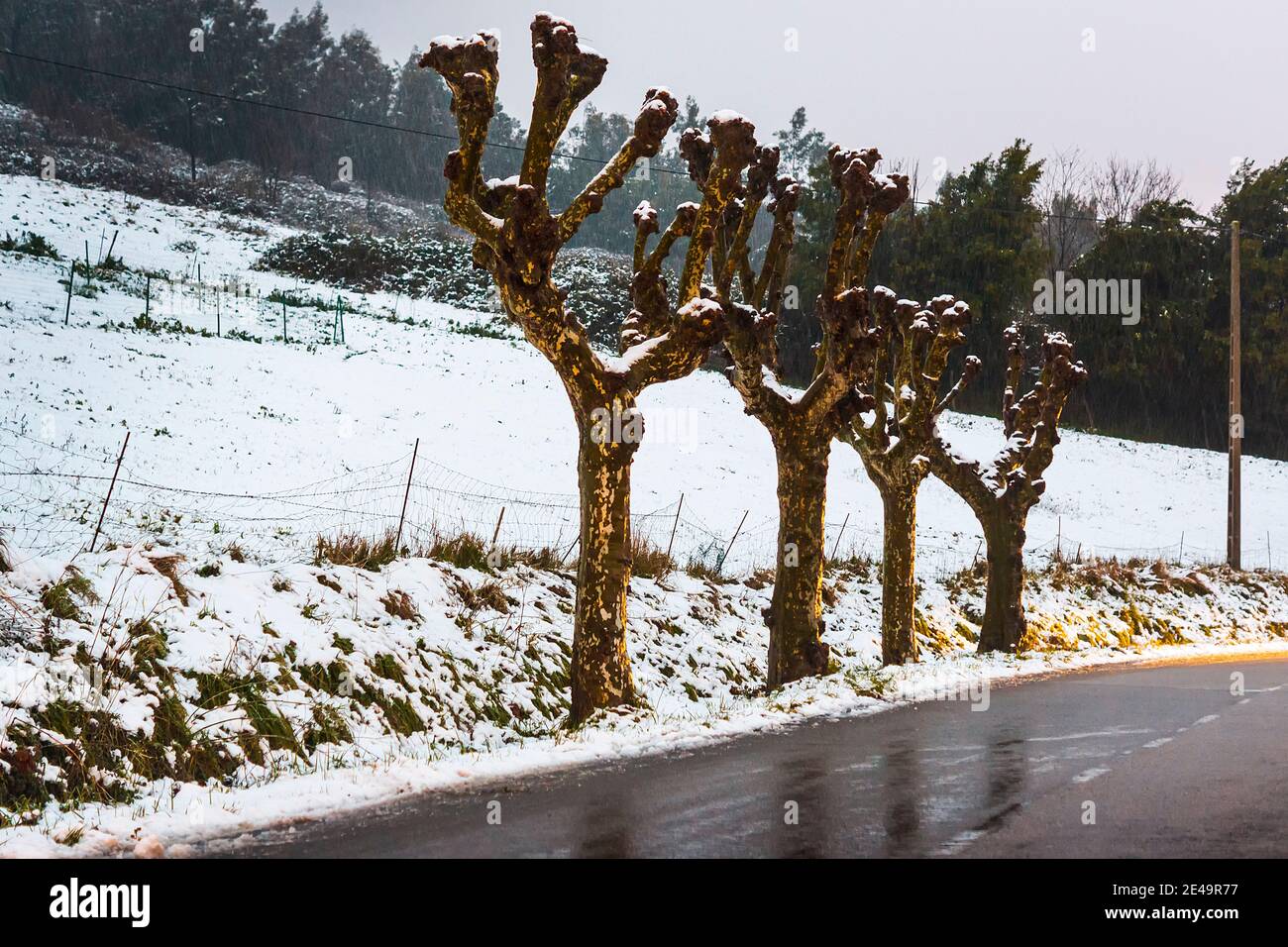 Quatre arbres dans un paysage enneigé sur la route qui mène au mont naranco à oviedo, asturias.paysage inhabituel puisque dans Oviedo il n'est pas habituellement neige Banque D'Images