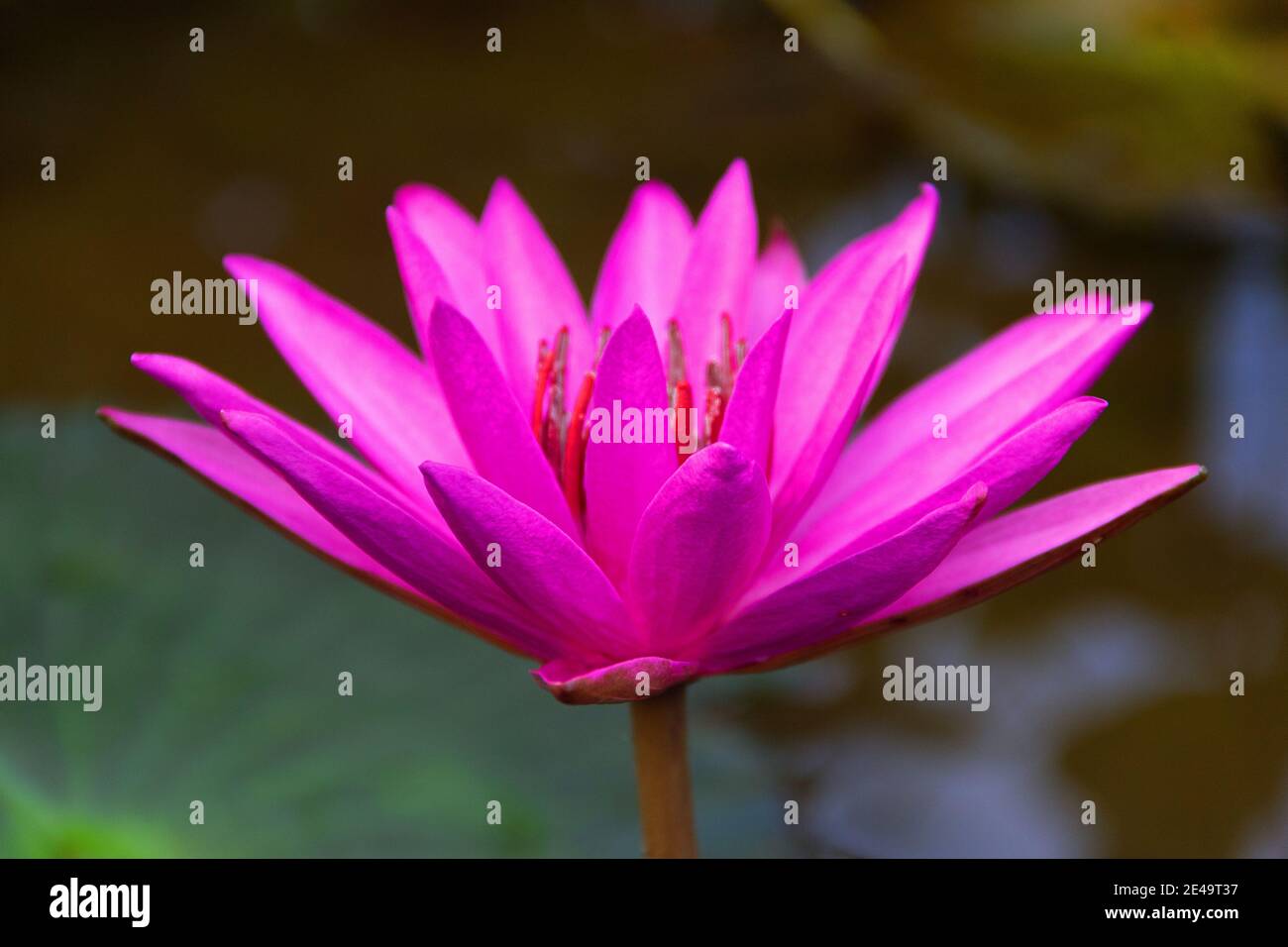 Lilly PAD (Nymphée nouchali). Nénuphars et loteries Sri Lanka. Fleur nationale (étoile lotus, Nil Manel), symbole du bouddhisme (108 signes de bon augure i Banque D'Images