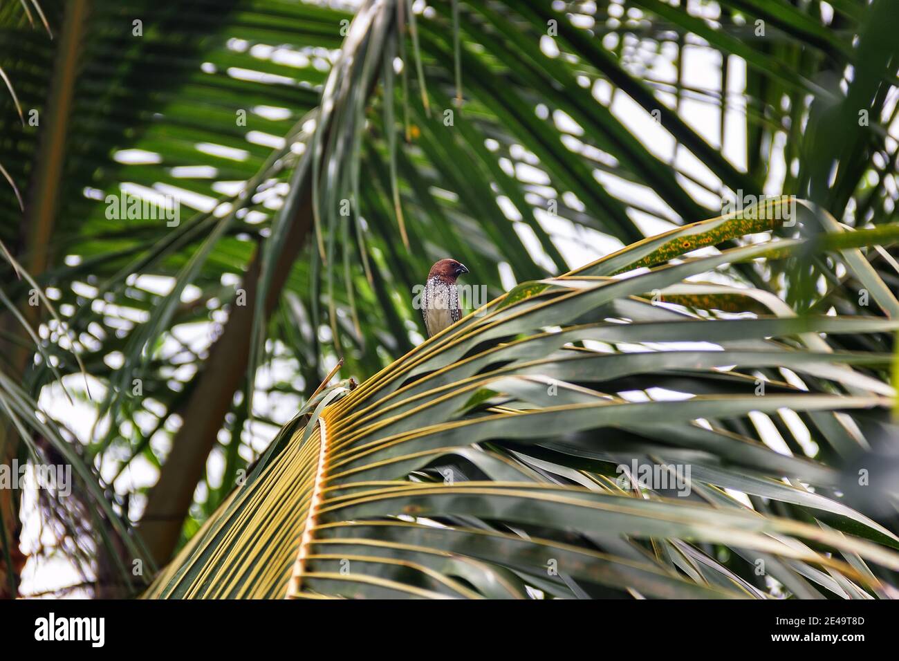 Amadina, la munia tachetée (Lonchura punctulata punctulata, paire) est assise entre les feuilles de palme. Sri Lanka Banque D'Images