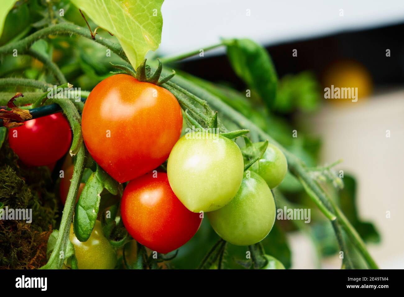 Tomates mûres bio sur la vigne prêtes à être cueillies avec ceux non affinés en arrière-plan Banque D'Images