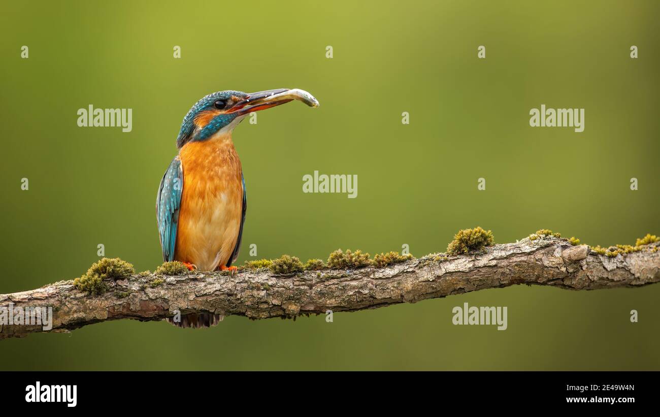 Femelle de kingfisher commun tenant un poisson dans le bec au printemps nature avec espace de copie Banque D'Images