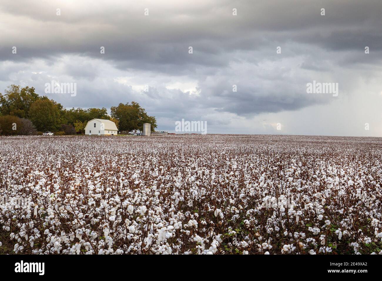 Un champ de coton prêt pour la récolte près de Vienne en Géorgie. Le coton est la récolte numéro un de la Géorgie. Banque D'Images