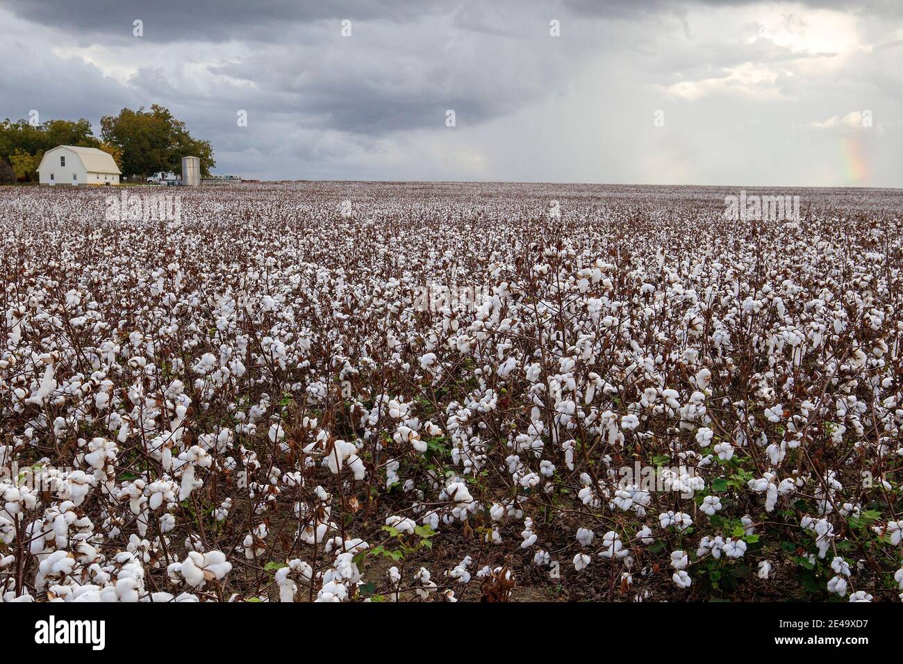 Un champ de coton prêt pour la récolte près de Vienne en Géorgie. Le coton est la récolte numéro un de la Géorgie. Banque D'Images