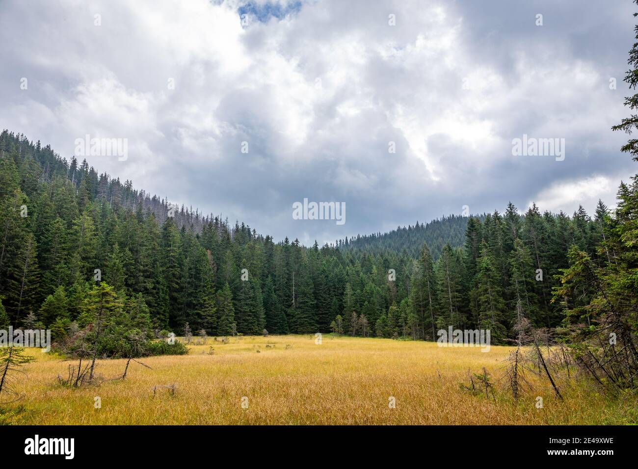 Couleurs d'automne montagne glade avec forêt de conifères, pins et spruces, temps brumeux, ciel nuageux, paysage d'automne sombre. Banque D'Images