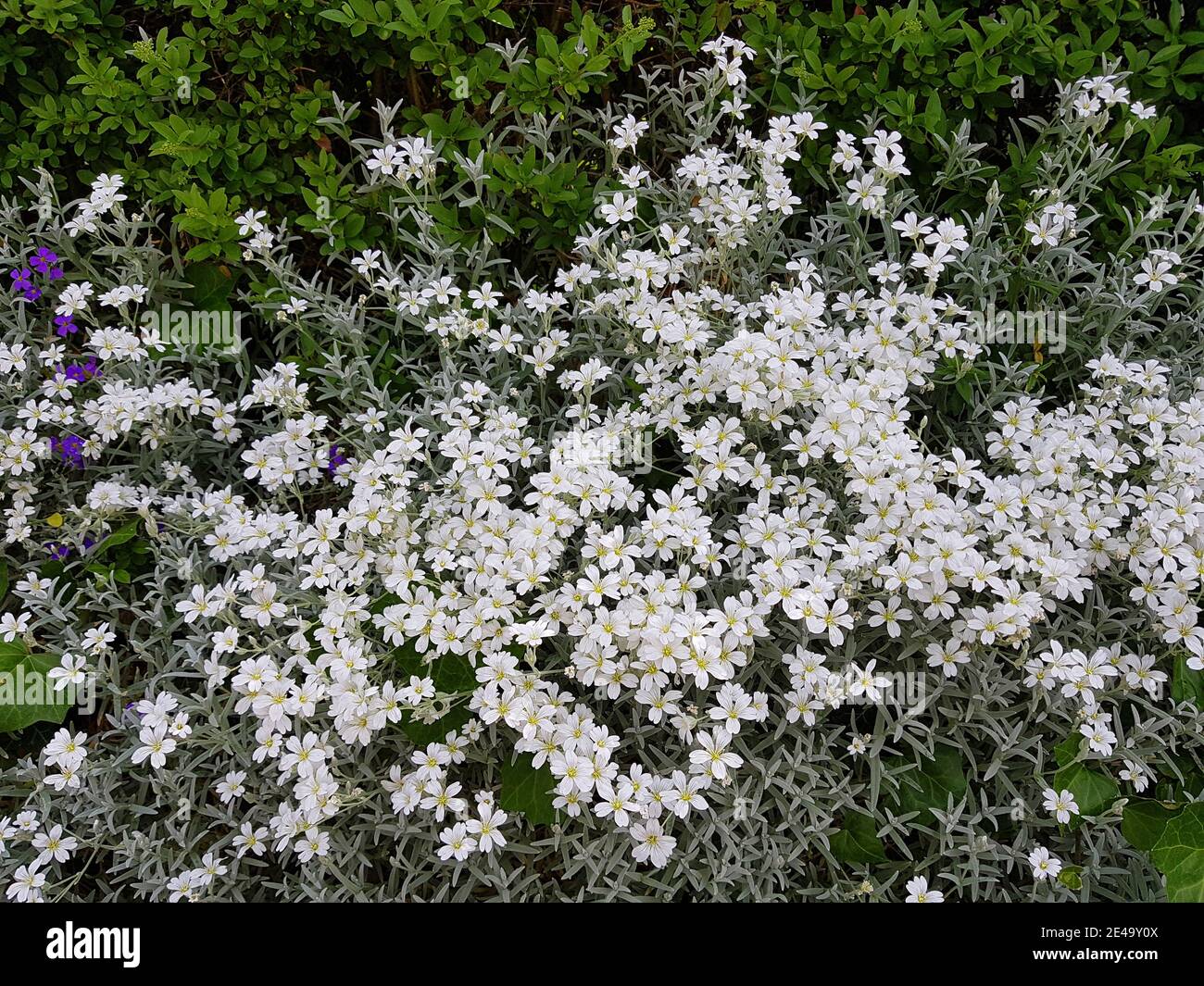 Chiche à fleurs blanches dans le jardin Banque D'Images