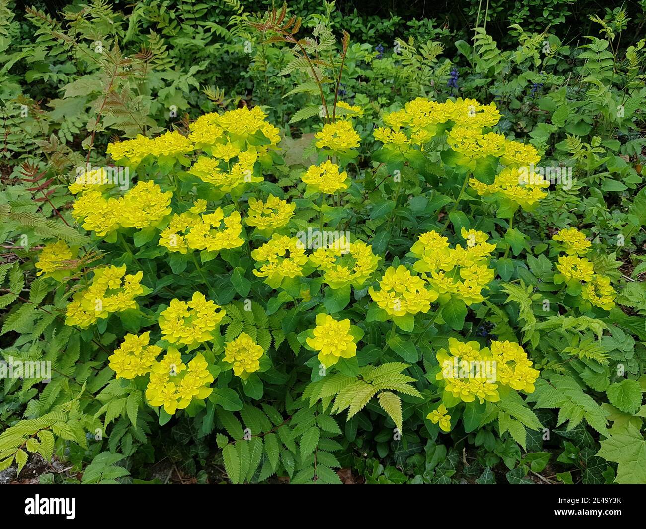 Plantes de laitoued jaune sauvage Banque D'Images