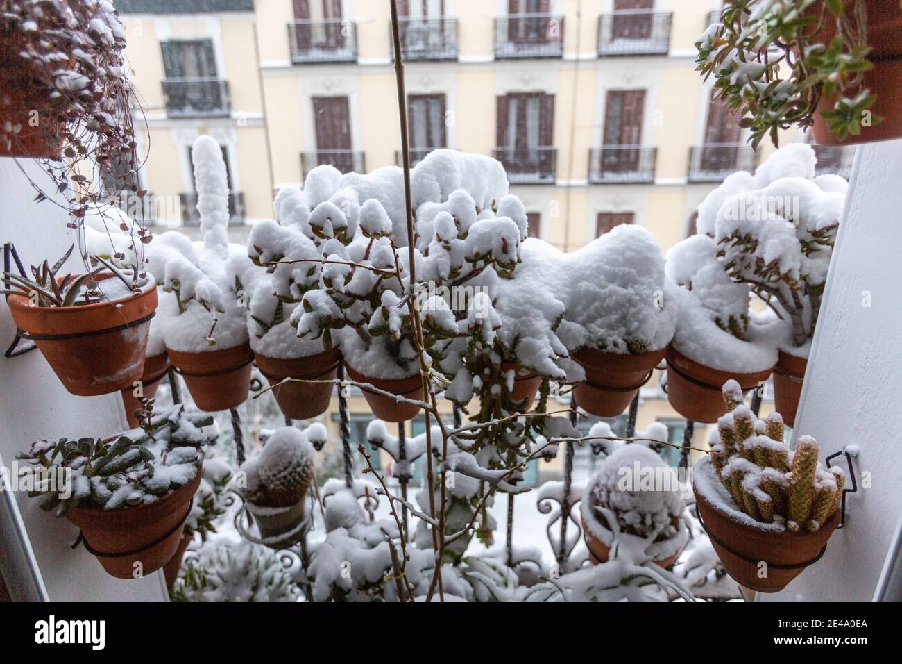 Balcon plantes couvertes de neige, Calle Juan de Austria, Chamberi, fortes chutes de neige dues à la tempête Filomena, Madrid, Espagne Banque D'Images