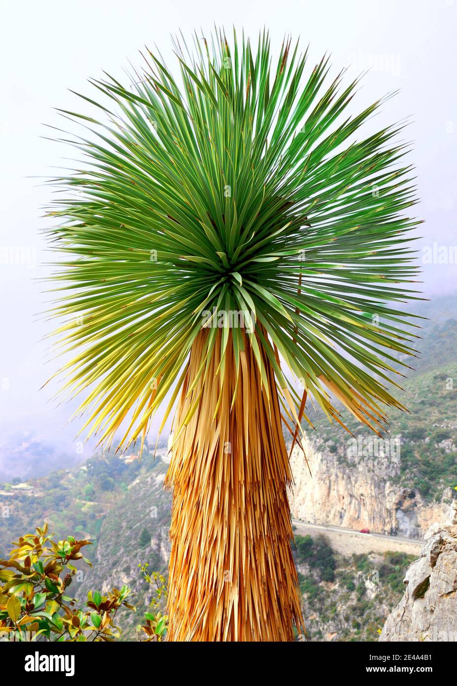 Yucca rostrata en forme de boule. Jardin exotique. Banque D'Images