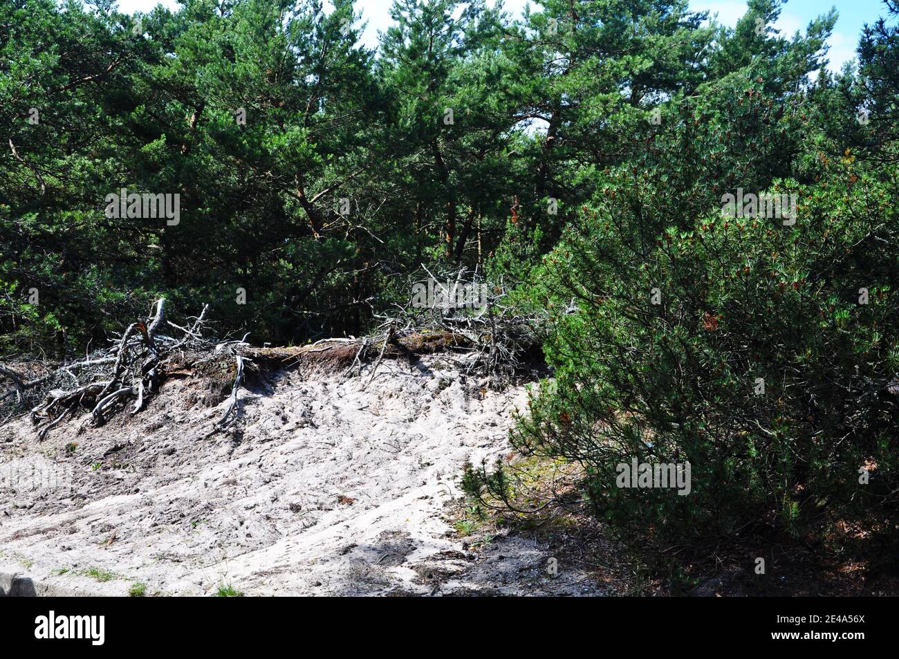 La frontière entre les dunes et le bois de brousse sur la côte de la mer Baltique. Banque D'Images