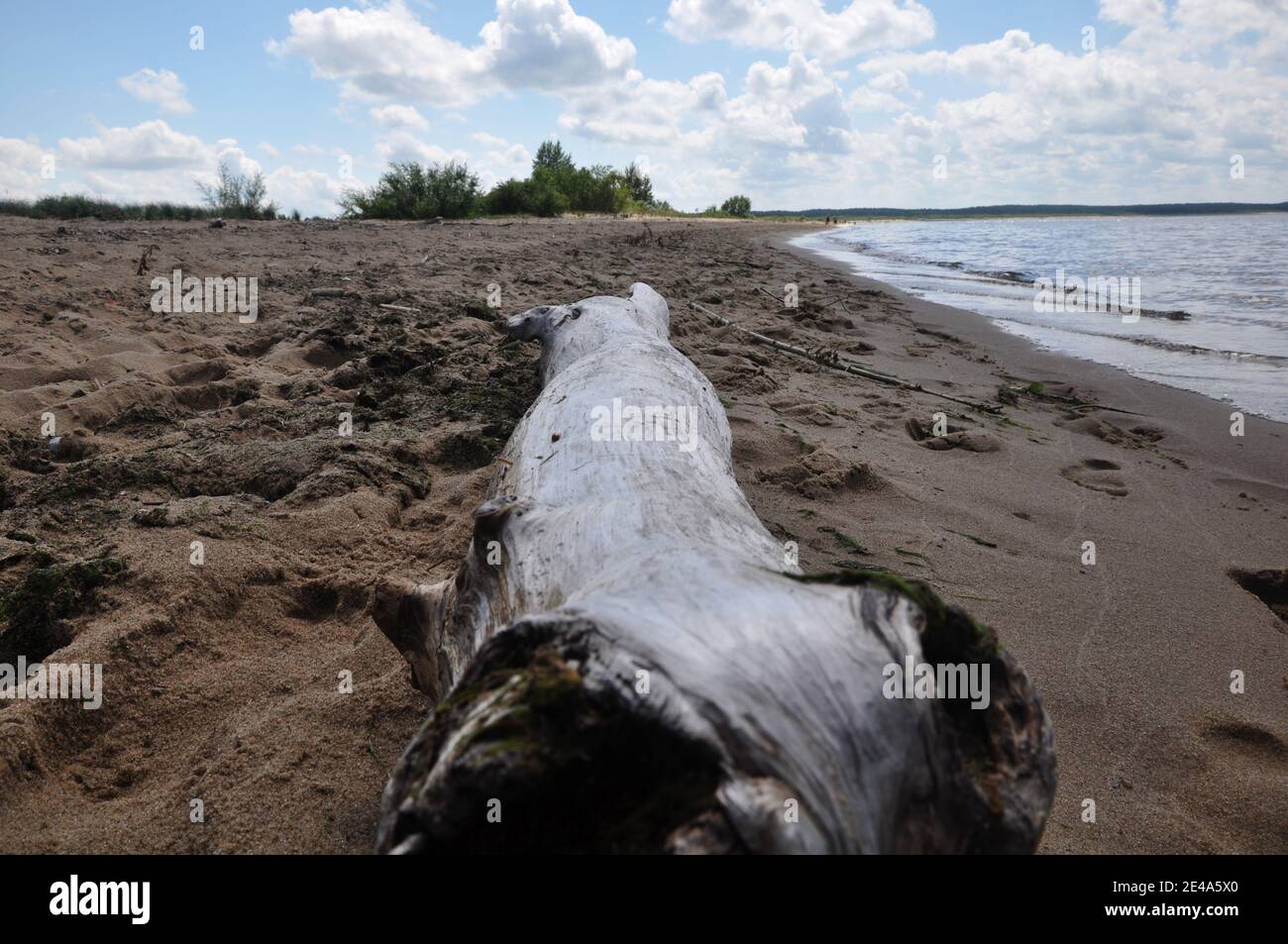 Tronc jeté par la mer sur une plage de sable. Banque D'Images