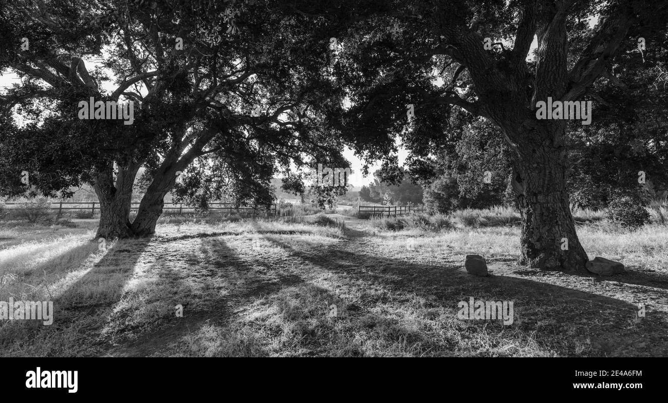 Vue panoramique en noir et blanc des vieux chênes en début de matinée à Chatsworth Park South dans la région de San Fernando Valley à Los Angeles, Califo Banque D'Images