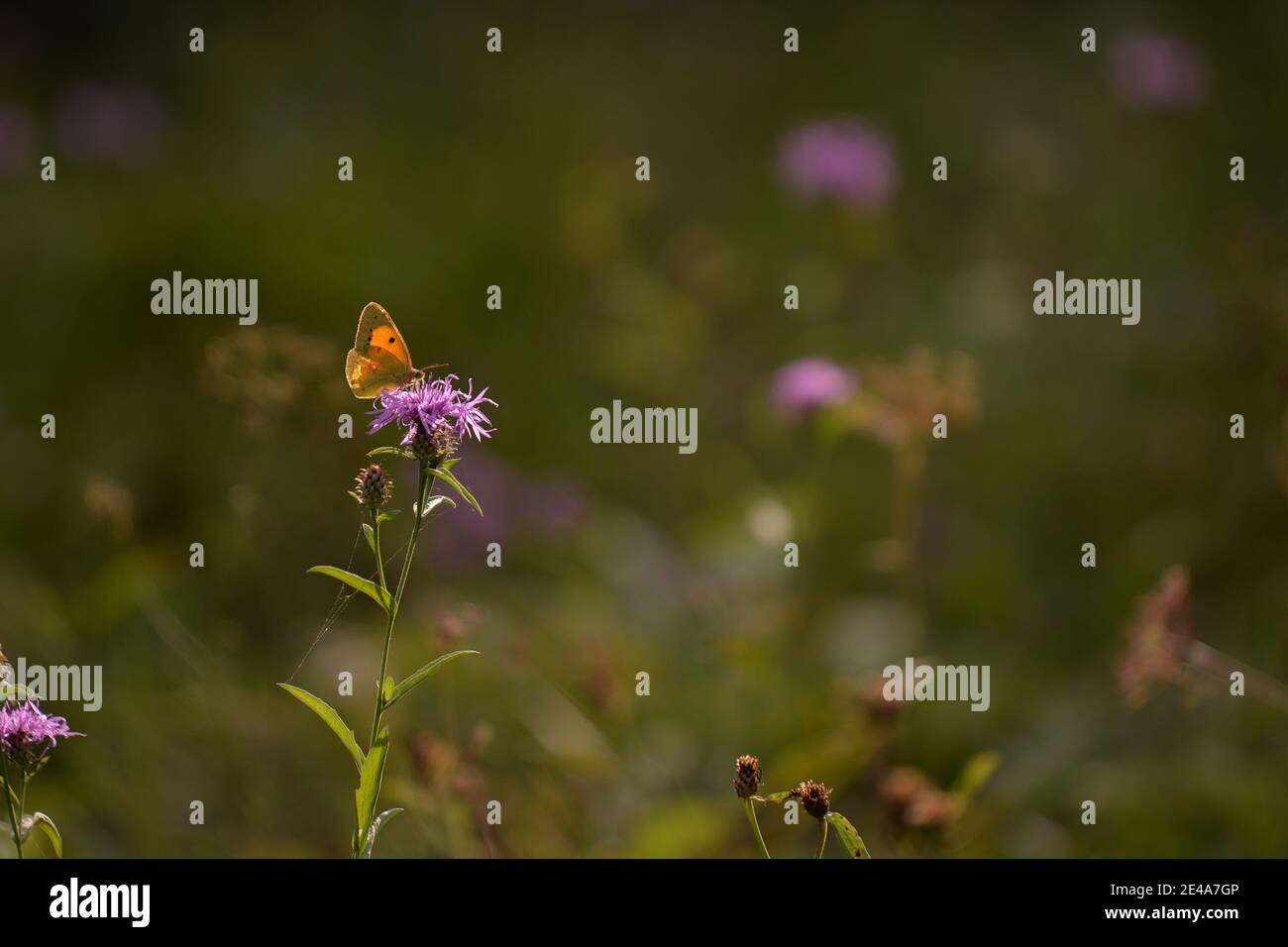 Papillon jaune sur une fleur de chardon violet Banque D'Images