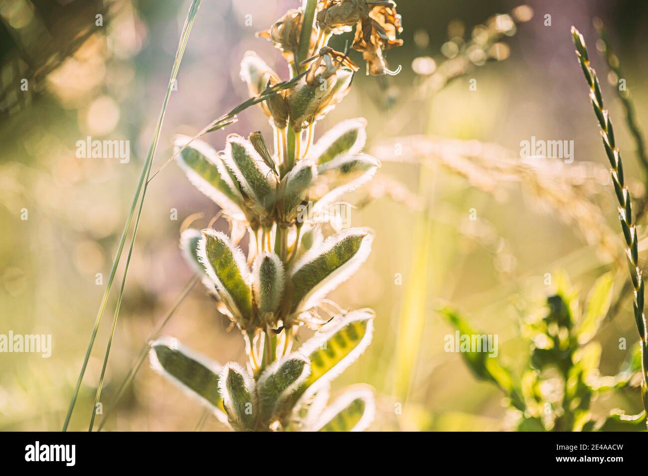 Lupin dans Summer Meadow au Sunset Sunrise. Lupinus, communément appelé Lupin ou Lupin, est UN genre de plantes à fleurs de la famille des légumineuses, Fabaceae Banque D'Images