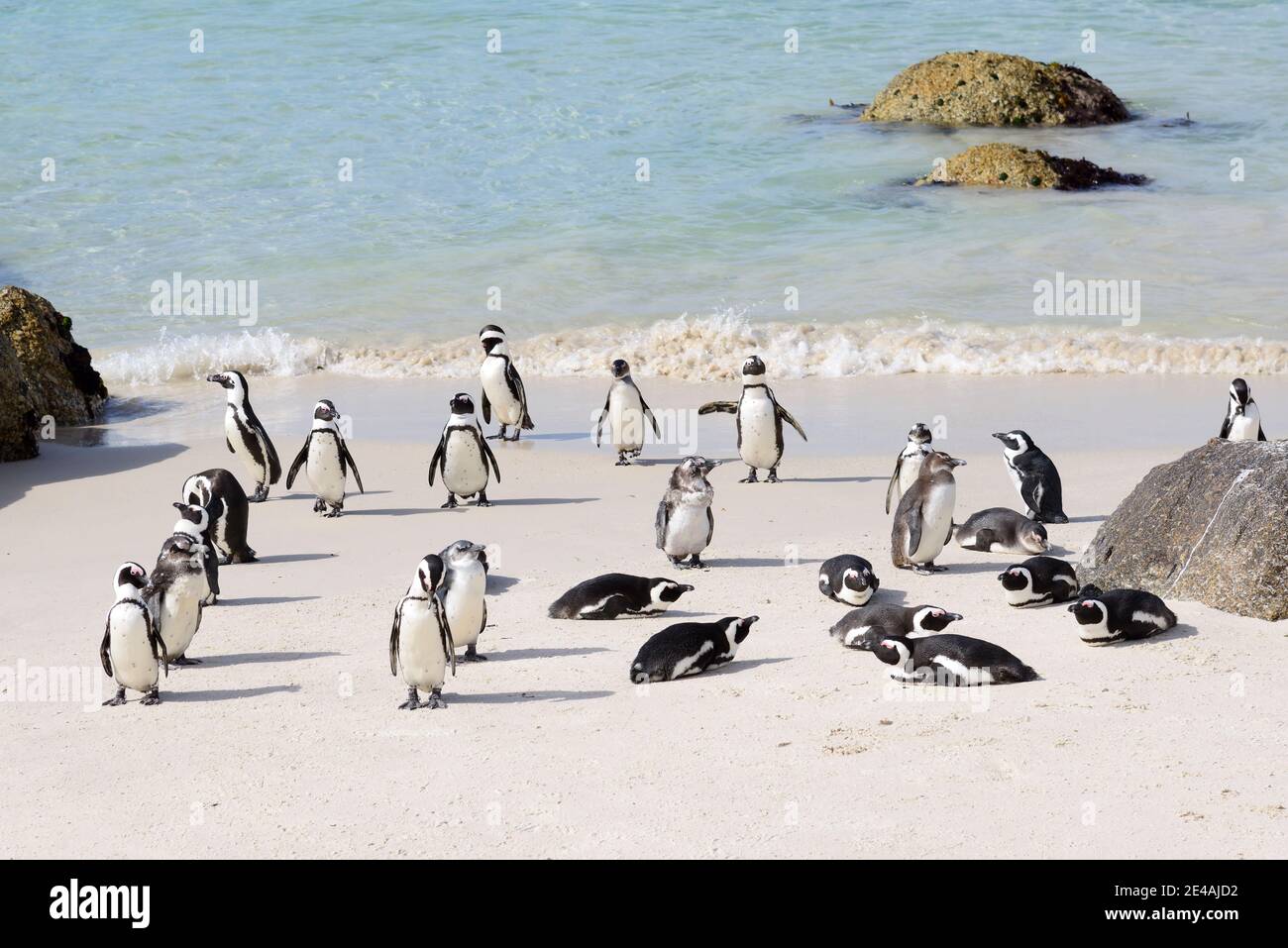 Colonie de pingouins africains (Spheniscus demersus) sur la plage, Boulders Beach ou Boulders Bay, Simons Town, Afrique du Sud, Océan Indien Banque D'Images