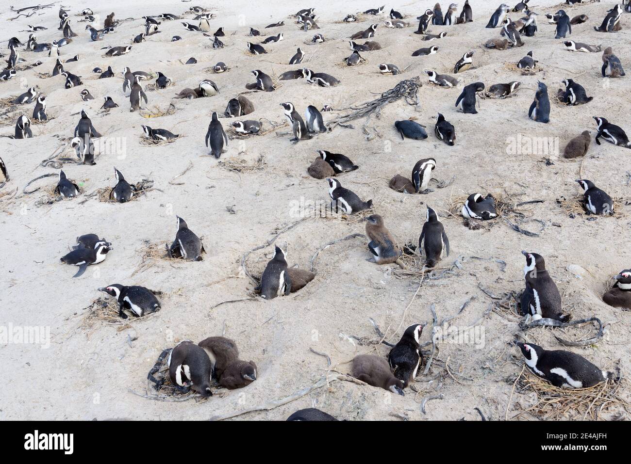 Colonie de pingouins africains (Spheniscus demersus) au site de nidification de la plage, Boulders Beach ou Boulders Bay, Simons Town, Afrique du Sud, Océan Indien Banque D'Images