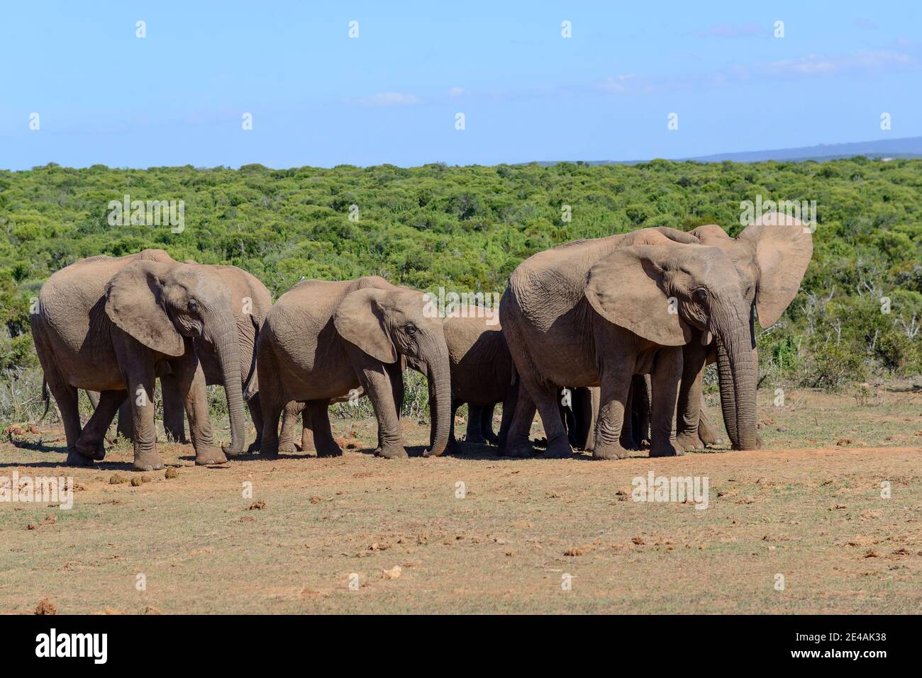 Éléphants de steppe africains dans le parc national d'Addo, Cap-est, Afrique du Sud Banque D'Images